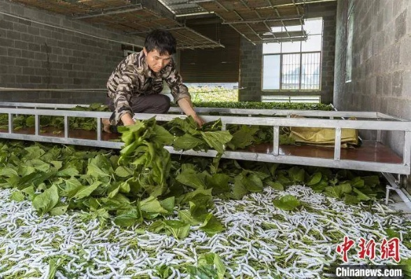澳门最精准真正最精准龙门蚕|精选解释解析落实_迅速版.2.728 澳门最精准真正最精准龙门蚕|精选解释解析落实_迅速版.2.728