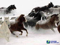 最新精准香港内部马料|广泛的关注解释落实热议_领航版.9.159