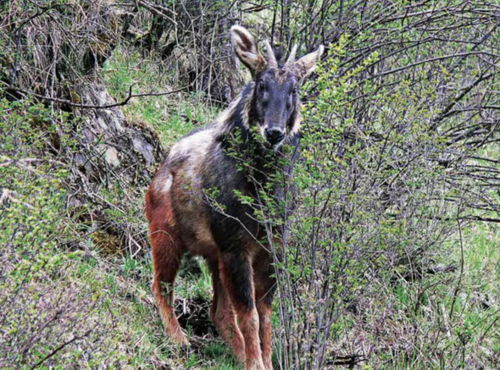 今晚正版四不像一肖图图片|理论解答解释落实_增强版.5.855