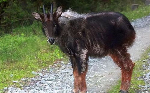 今晚正版四不像一肖图图片|理论解答解释落实_增强版.5.855 今晚正版四不像一肖图图片|理论解答解释落实_增强版.5.855