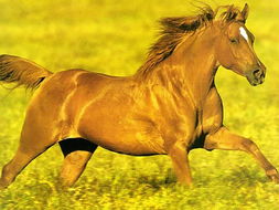 四不像凤凰版免费资料|全面解答解释落实_智慧版1.177 四不像凤凰版免费资料|全面解答解释落实_智慧版1.177