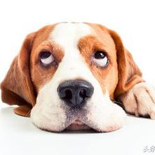 四不像今晚出什么生肖|探索城市新风尚与秘密角落_Z.2.421