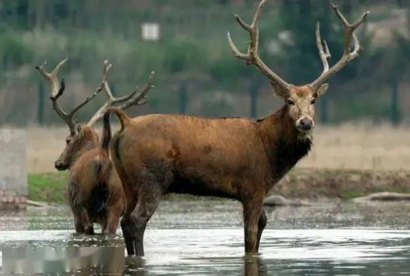 四不像正版资料|重要性解释落实方法_精简版1.802