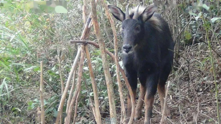 四不像正版资料321期|效率资料解释落实_小型集.6.641 四不像正版资料321期|效率资料解释落实_小型集.6.641