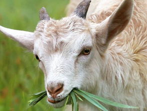 新澳2024四不像118期正版|诠释解析落实_VIP2.135