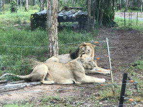 2024四不像正版最新版本|探秘美丽的海岛风情_维护制.3.293